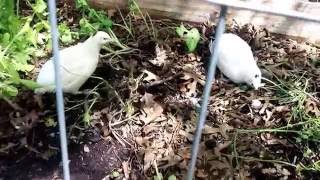 Backyard quail farm Experiment