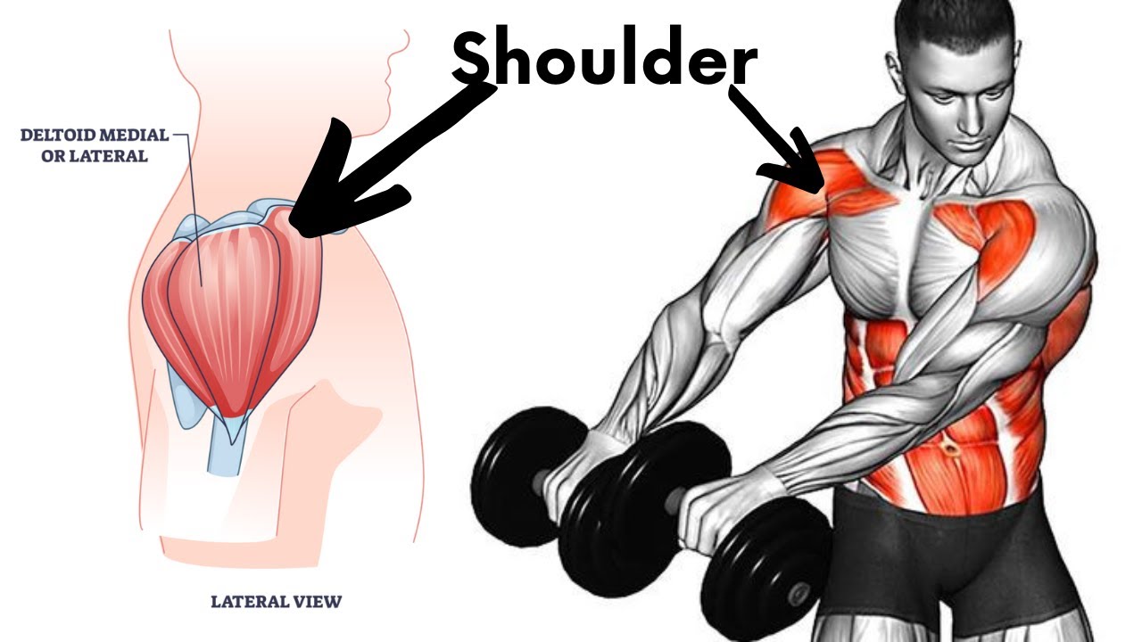 How To Shoulder Workout With Dumbbell For Beginner Shoulder Workout At