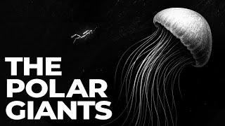 Download Lagu Why Antarctic Oceans Turn Animals Into Giants MP3 Download Lagu Why Antarctic Oceans Turn Animals Into Giants MP3