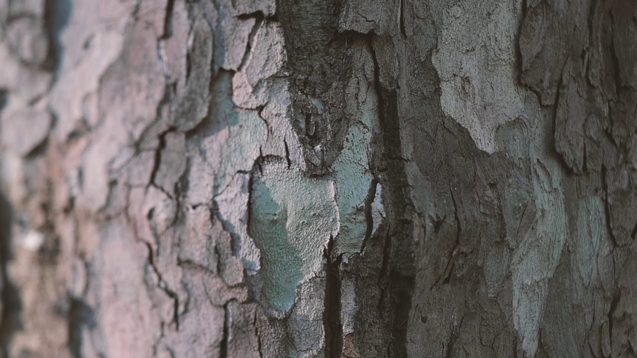 Temporary Retention Site for Atmospheric Particles 2020