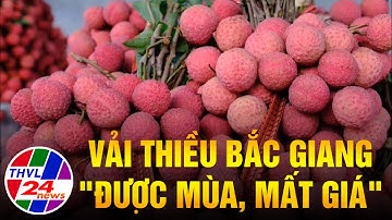 Vải thiều Bắc Giang "được mùa, mất giá"