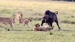 Lions Messed With The Wrong Bull