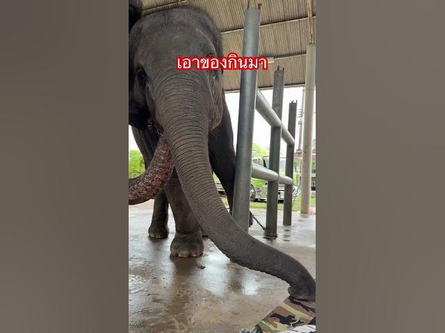 หิวเเล้วนุชช #Viral #shorts #anime #elephant #india #viralvideo #yearofyou #ช้าง