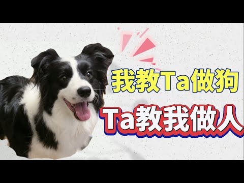 养狗越久越明白的道理—狗教我做人