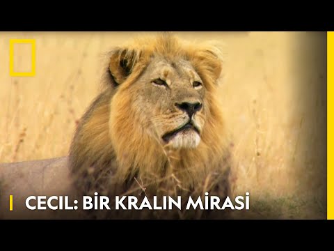WILD I Büyük Kediler - Cecil: Bir Kralın Mirası