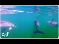 Dolphin GoPro | Swimming With Dolphins