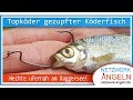 Topköder gezupfter Köderfisch - Hechte ufernah am Baggersee!