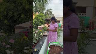 My Rose Garden   Husband’s Reaction! 😂