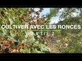 Cultiver avec les ronces en jardinfort  partie 2 