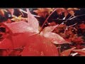 الواقعة ١٠ ٥٠ القارئ عبدالرحمن مصطفى الواقعة ١٠ ٥٠ القارئ عبدالرحمن مصطفى