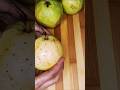 Crispy Chatpata Jodhpuri Guava🍈🌶️🍋‍🟩 #shorts