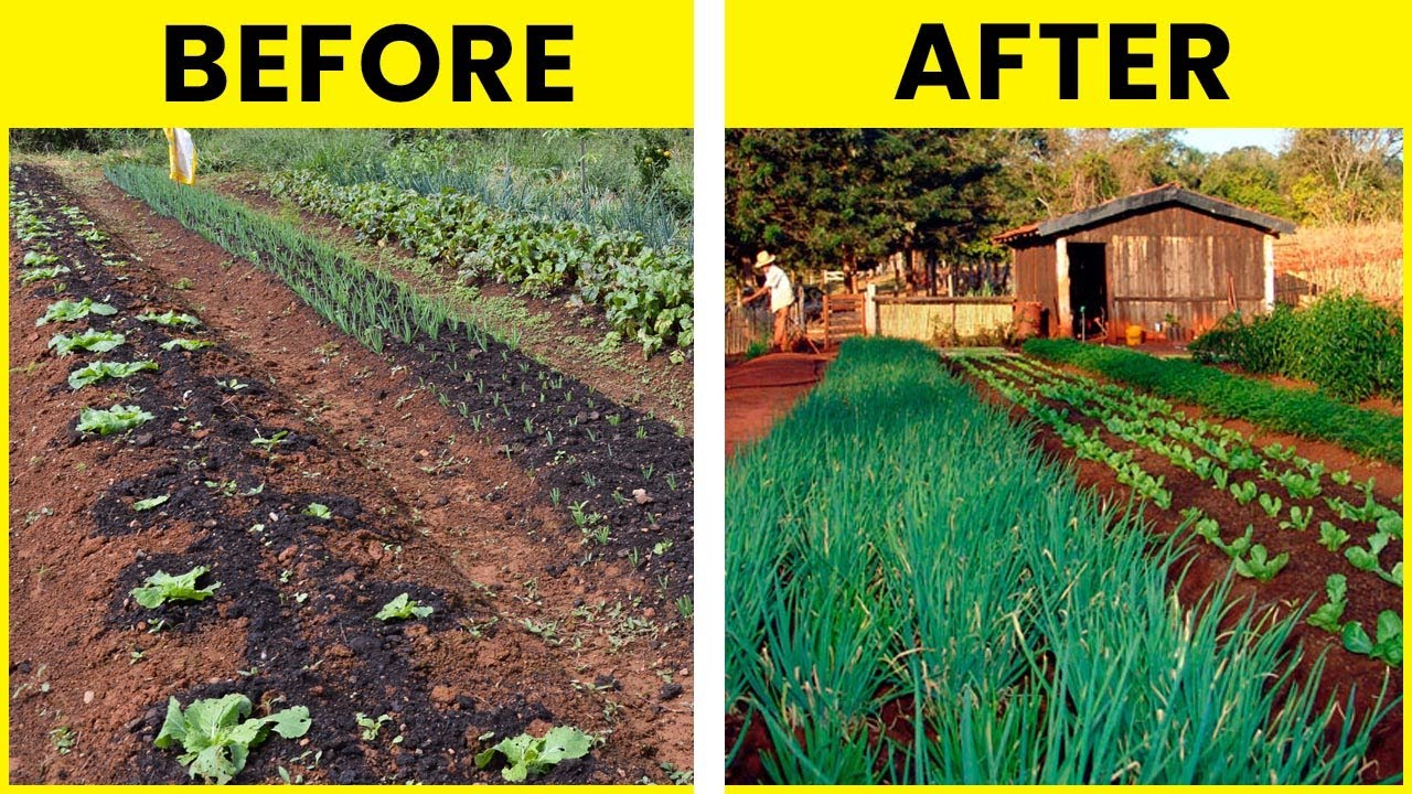 Organic Garden Tips And Tricks: 4 Genius Tips For Your Basic Organic ...