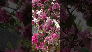 Яблоня в цвету 🌸🌸🌸 когда нельзя пройти мимо 🌿  blossom apple tree