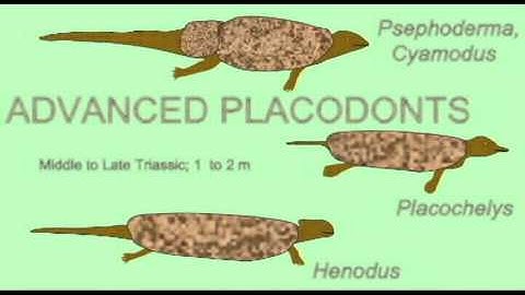 PL EXAM 2: GROUPS OF FOSSIL AQUATIC REPTILES.avi