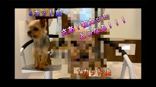 stayhome　愛犬のカットやってみた！