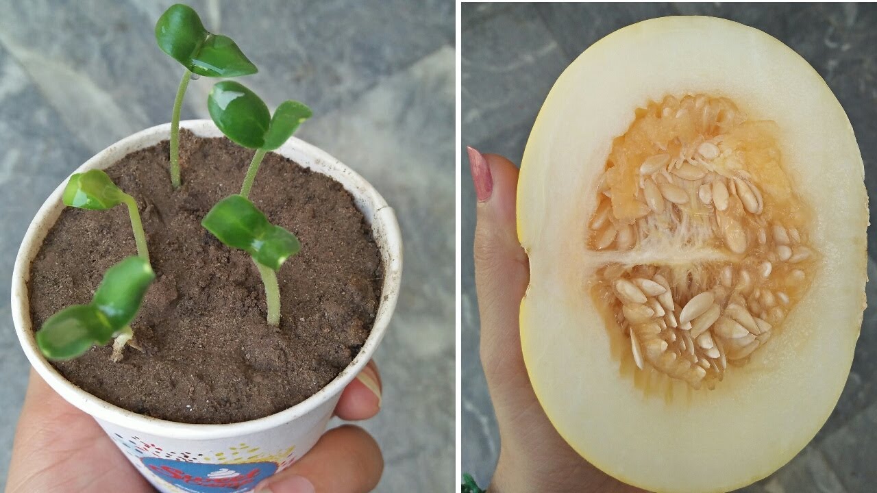 How to Grow Melon? By Life Side 