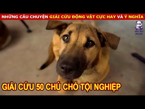 Video: Thú cưng: Những chú chó được giải cứu khỏi ống, những chú chó 17 và 18 tuổi có một ngôi nhà mới