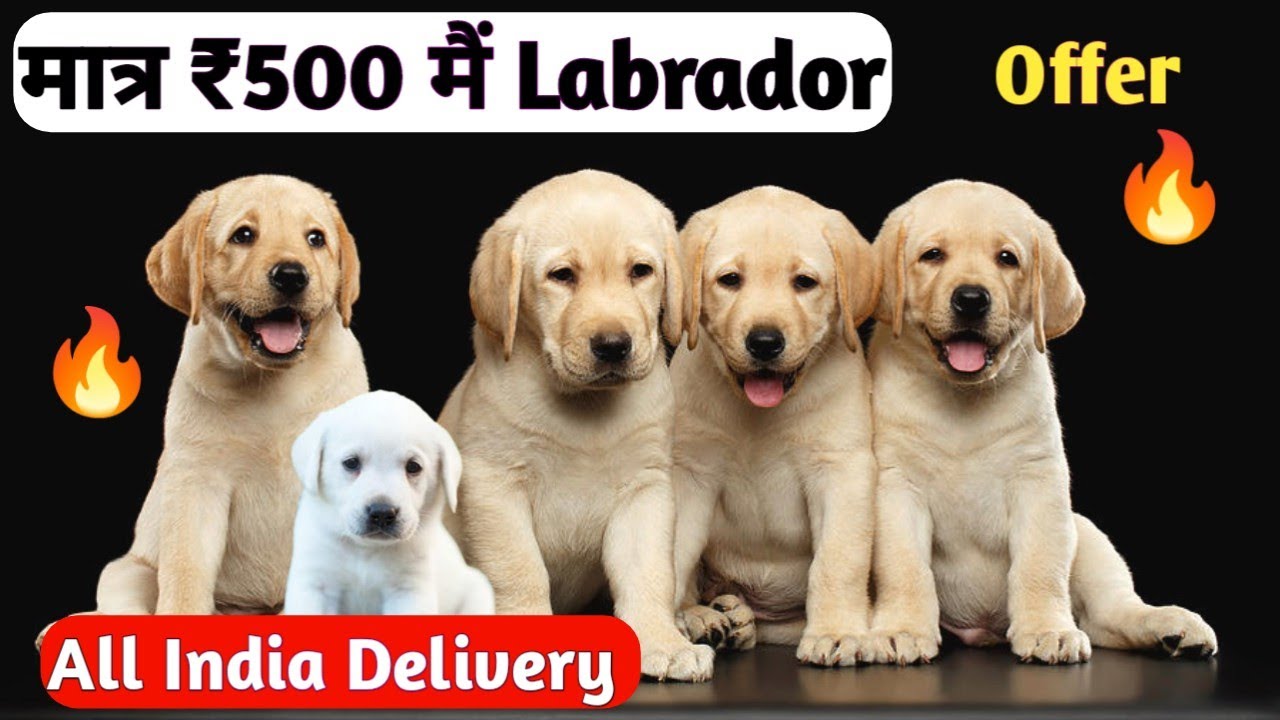 Cheapest Dogs Market In Delhi NCR 2024 Low Price Labrador puppy