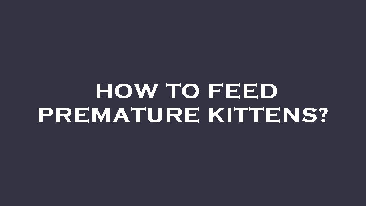 Picture Idea: How To Feed Premature Kittens