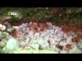 Des millions de bbs crabes