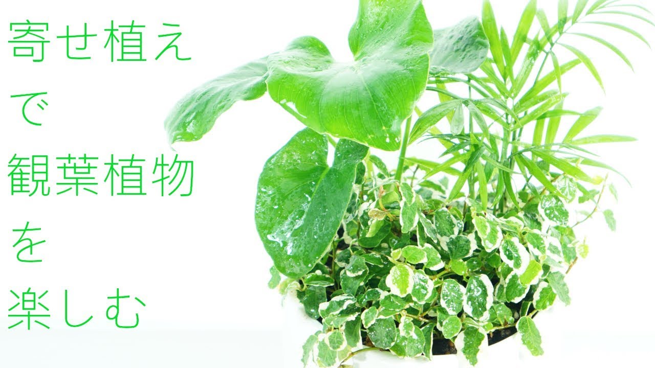 園芸 寄せ植えで観葉植物の魅力パワーアップ プミラ セローム テーブルヤシ 観葉植物 Youtube