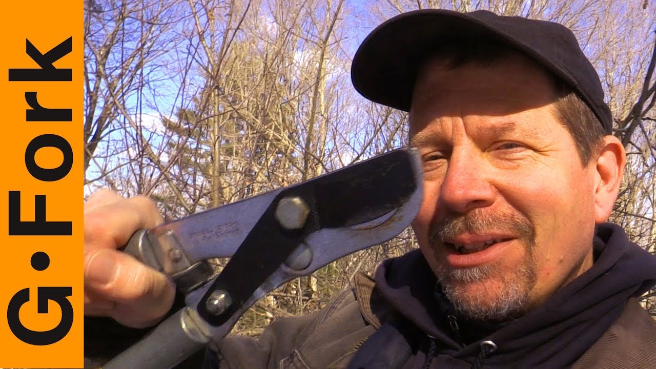Here's How I Prune A Tree | GardenFork - YouTube