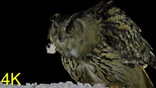 Uhu in Finnland --  Eagle Owl in Finland