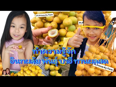 ทำความรู้จักอินทผลัม พันธุ์ บาฮี ทานผลสด/ครัวแม่น้อง