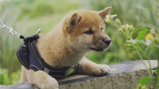 Shiba Inu Puppy's Morning Routine (and Training!)