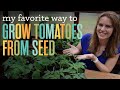 How i grow tomatoes from seed dense sowing method