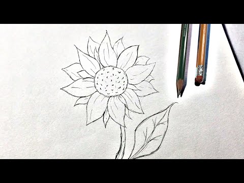 Video: Cómo Dibujar Un Girasol Con Un Lápiz