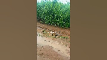 Cá rô lên bờ mùa lũ #batca #HanYT