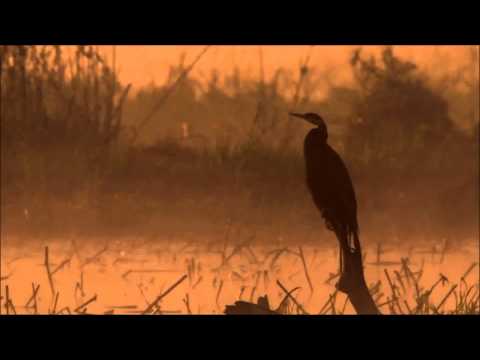 Tom Waits - Rainbirds