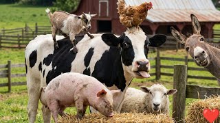 5 Minutes of Farm Animal Sounds