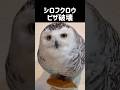 #352 Snowy Owl playing with pizzaピザで遊ぶシロフクロウ#snowyowl #シロフクロウ #owl #フクロウ
