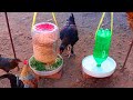 Como hacer bebedero y comedero para gallinas pollos y gallos con botellas de plástico reciclados.