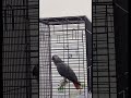 كاسكو يقلد نغمة الجوال Parrot ببغاء كاسكو كأس العالم Explore كوكو الخبل 