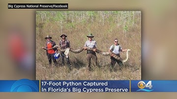 Record Setting 17-Foot Python Captured In Florida