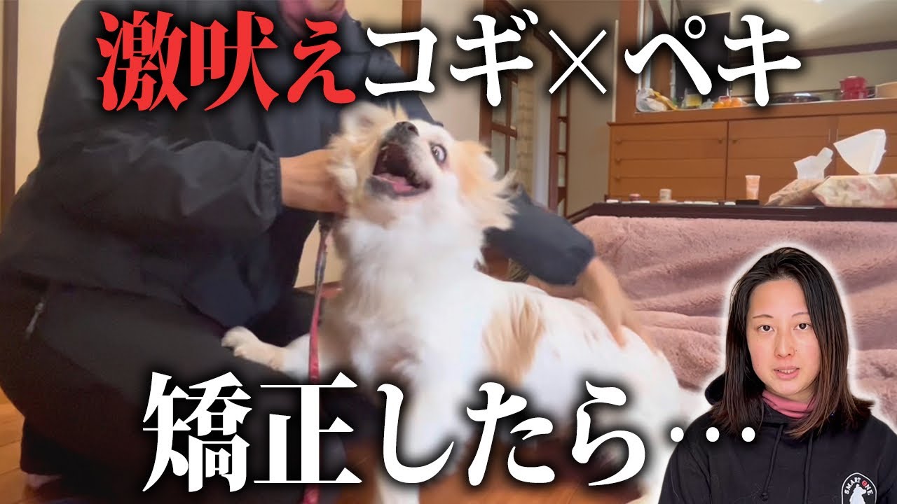 「何をして吠え止まない…」激吠えと対峙した結果自然と落ち着けるように。