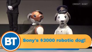 Sony's $3000 robotic guard dog!