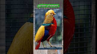 Golden Pheasant 😳 Nature ka Rainbow Bird! #shorts #facts