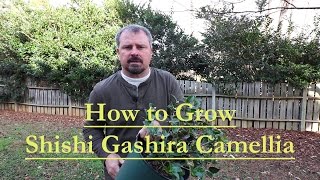 How to grow Shishi Gashira Sasanqua Camellia (Beautiful Low Growing Pink Camellia)