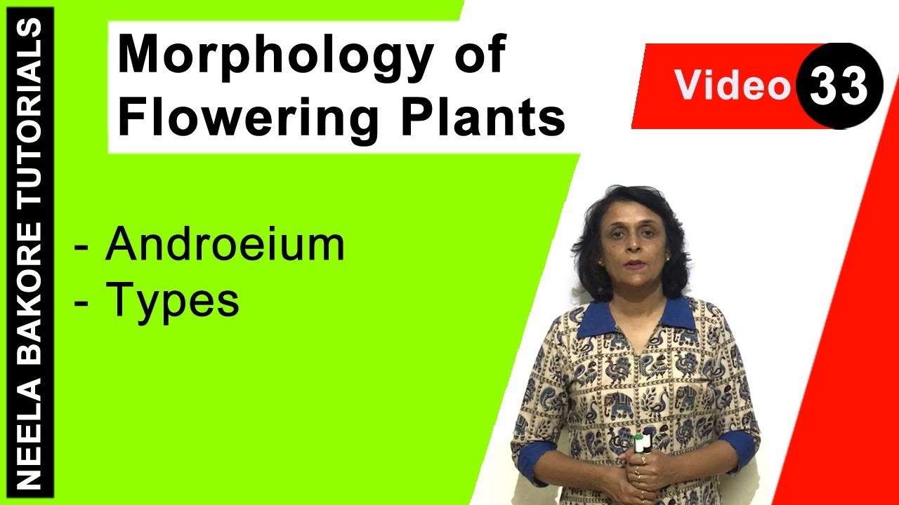 Morphology of Flowering Plants | NEET | Androeium - Types | Neela Bakore Tutorials