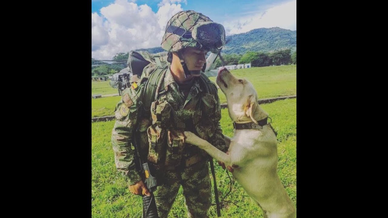 Perros se preparan para defender a los colombianos fuerza aerea uruguaya crash
