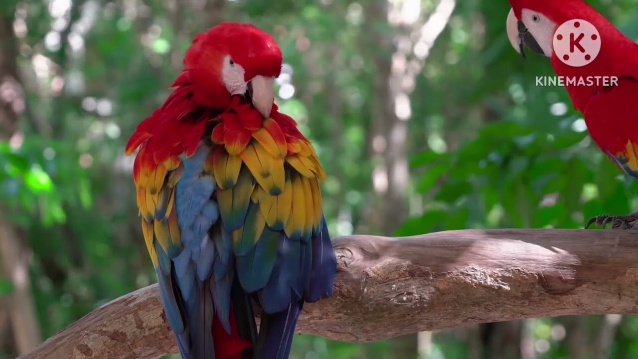 Como comprar papagaios e outras aves legalmente!