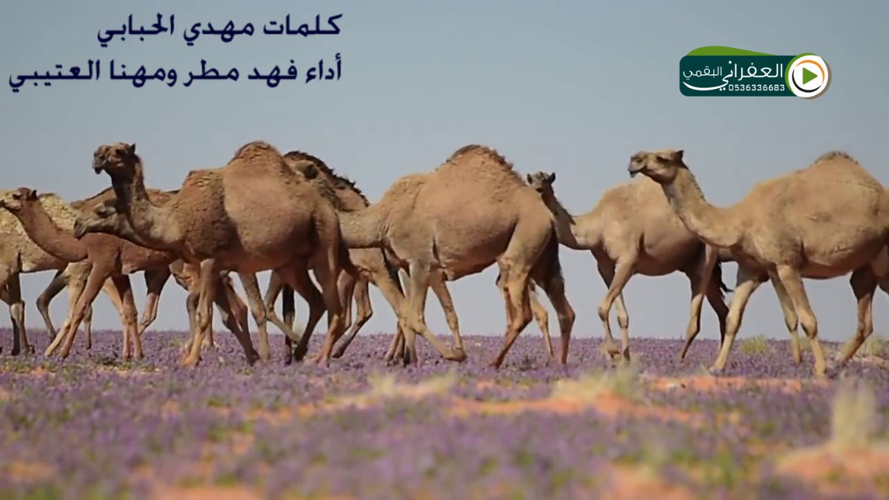 شيلة مزاين الابل  ردها للعز سلمان العروبه بصوت فهد مطر ومهنا العتيبي كلمات مهدي الحبابي