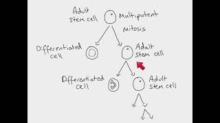 AS Biology - The role of mitosis in stem cells and cancer