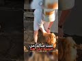 حركة غريبة كتخلي الدجاجة تنعس فثواني السر لي حي ر الناس