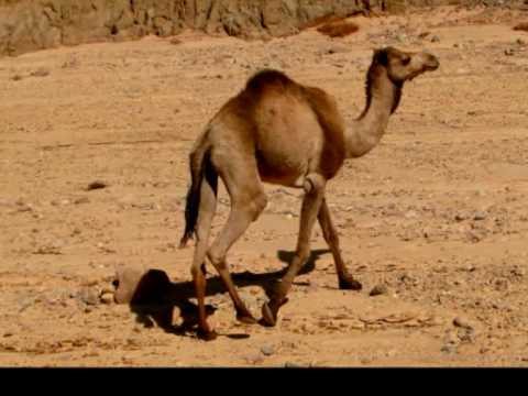 Video: Dieviškieji Dono Ir Egipto Kalnai - Alternatyvus Vaizdas