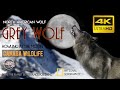 Grey Wolf - Scientific Name Canis Lupus - Canada Wildlife in 4K, Pack of Wolves Howling at the Moon